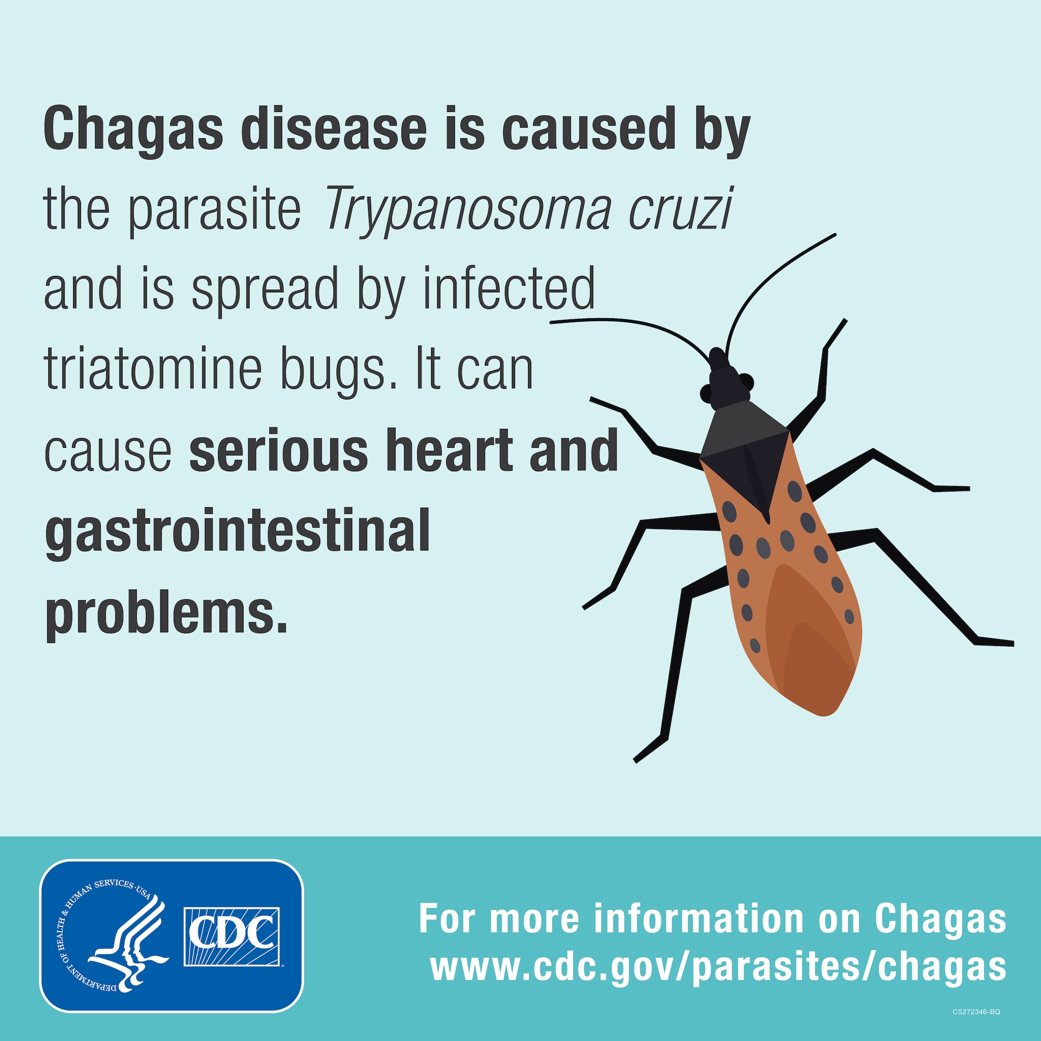 Chagas disease is caused by the parasite Trypanosoma cruzi and is spread by infected triatomine bugs.