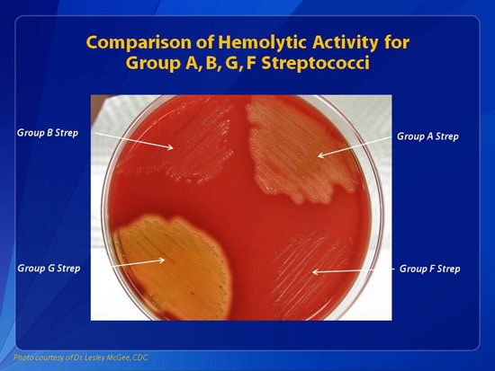 Hemolytic Strep Group B 95
