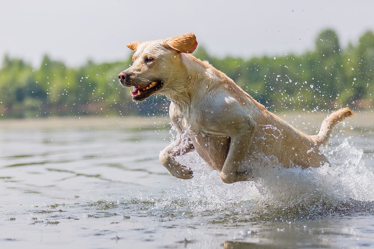 Dog jumping into lake water