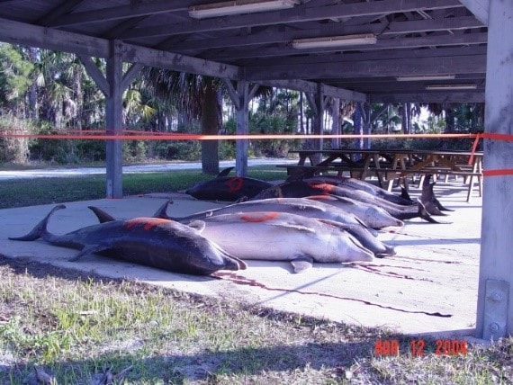 Dolphins from a mass stranding from poisoning 