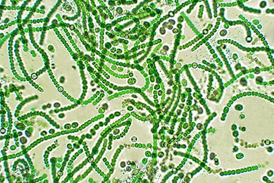 Cianobacterias en forma de células individuales o en grupos formando filamentos, bolas o películas.