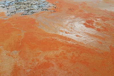 Bright orange water from signs of cyanobacterial bloom