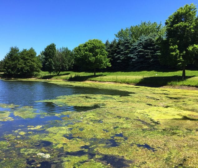 Algas verdes en un estanque