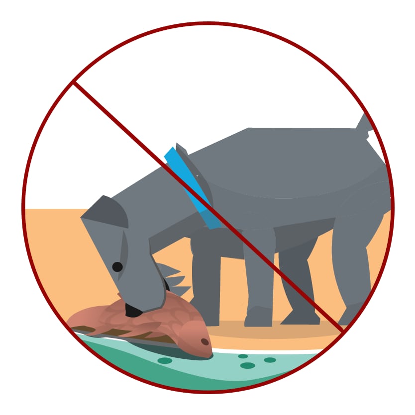Graphic of a dog with a Do not eat d ad animals crossed over it 