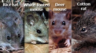 U.S. rodents that can carry hantavirus.