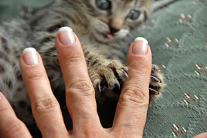 kitten playing with a person's fingers
