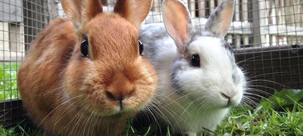 Two bunnies in front of a cage