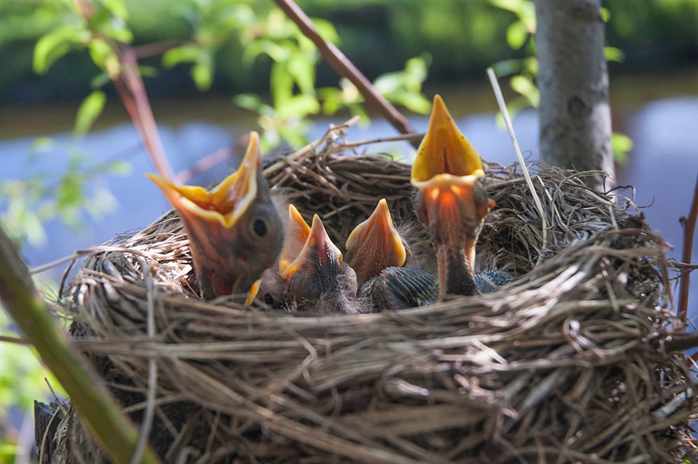 Little children Birds in a nest