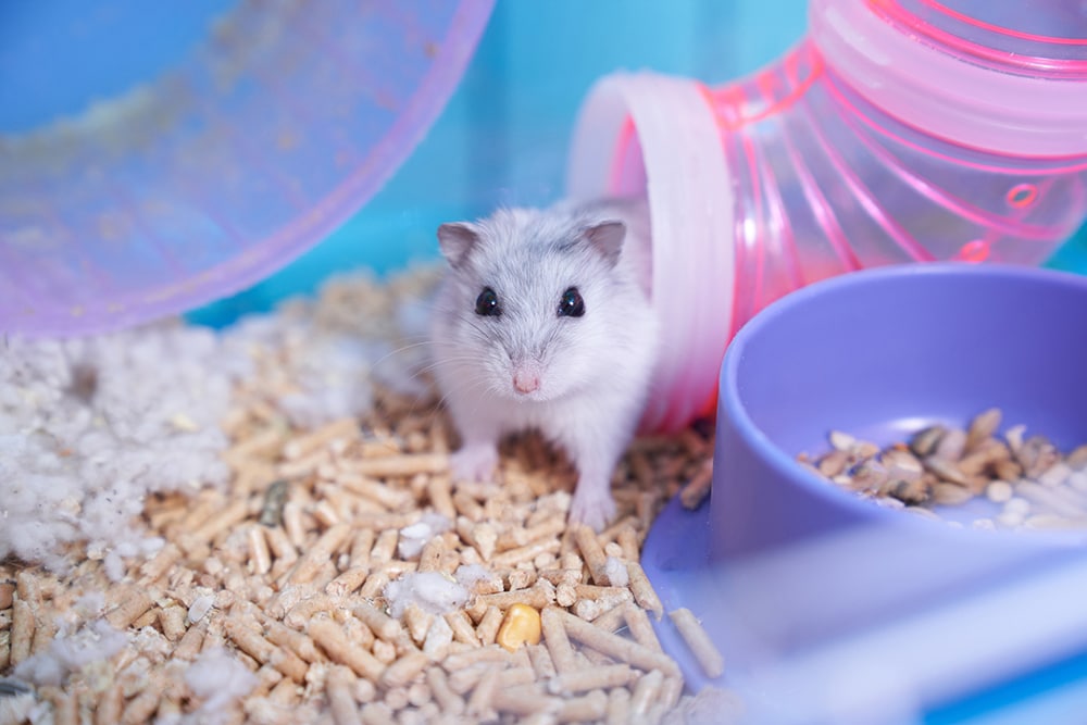 Dzungarian hamster in a multicolored cage with a wheel