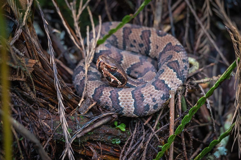 Water Moccasin, also known as Cottonmouth Snakes