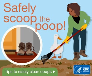 Safely scoop the poop. Tips to safely clean coops
