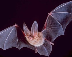 A Townsend’s big-eared bat