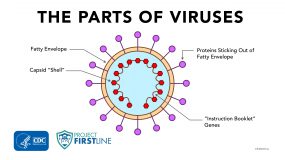 The Parts of Viruses