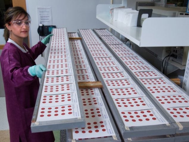 Photo of scientist working with bloodspots