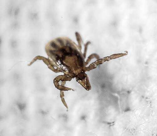 A tick tries to avoid contact with permethrin-treated fabric in the laboratory. This behavior is called “hot-footing”.