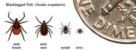 Relative sized of several ticks at different life stages.