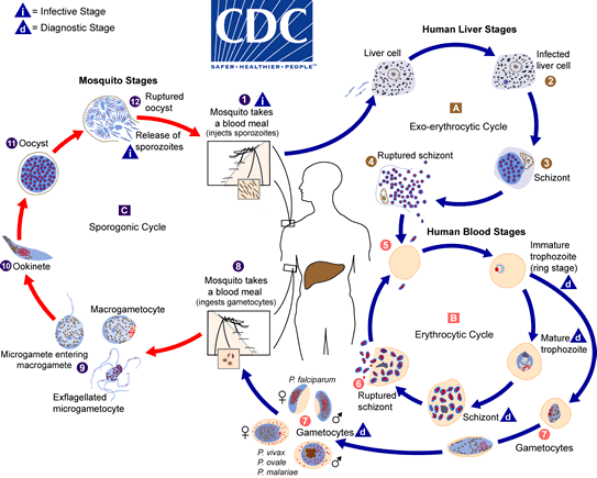 Source CDC: The malaria parasite life cycle involves two hosts. During a blood meal, a malaria-infected female Anopheles mosquito inoculates sporozoites into the human host . Sporozoites infect liver cells and mature into schizonts , which rupture and release merozoites . (Of note, in P. vivax and P. ovale a dormant stage [hypnozoites] can persist in the liver and cause relapses by invading the bloodstream weeks, or even years later.) After this initial replication in the liver (exo-erythrocytic schizogony ), the parasites undergo asexual multiplication in the erythrocytes (erythrocytic schizogony ). Merozoites infect red blood cells . The ring stage trophozoites mature into schizonts, which rupture releasing merozoites . Some parasites differentiate into sexual erythrocytic stages (gametocytes) . Blood stage parasites are responsible for the clinical manifestations of the disease. 