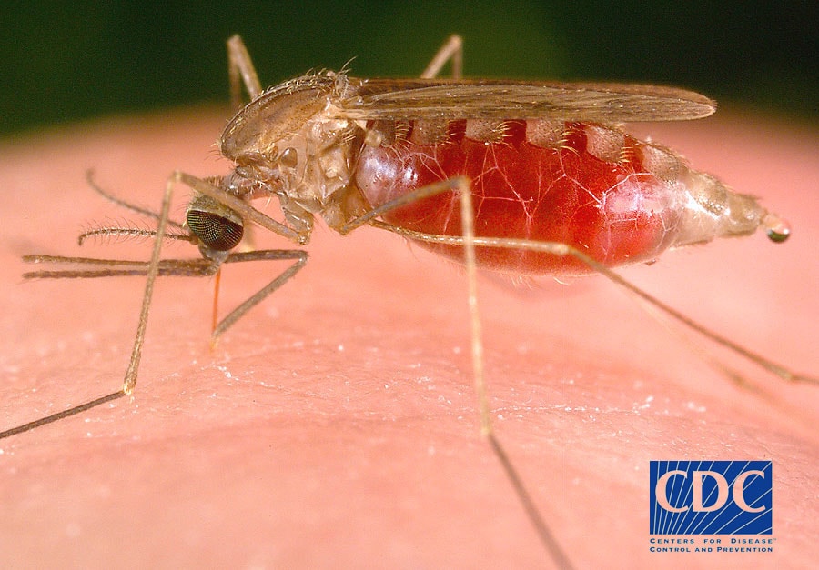 Source CDC: Anopheles Freeborni Mosquito Pumping Blood