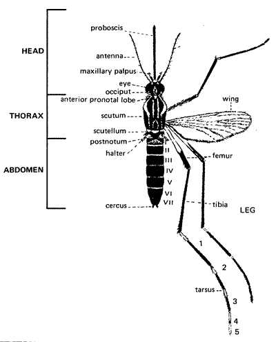 A diagram of a Female Adult Mosquito