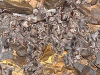 Photo of mulitple bats