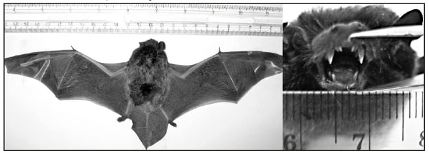 The figure shows a silver-haired bat (Lasionycteris noctivagans).