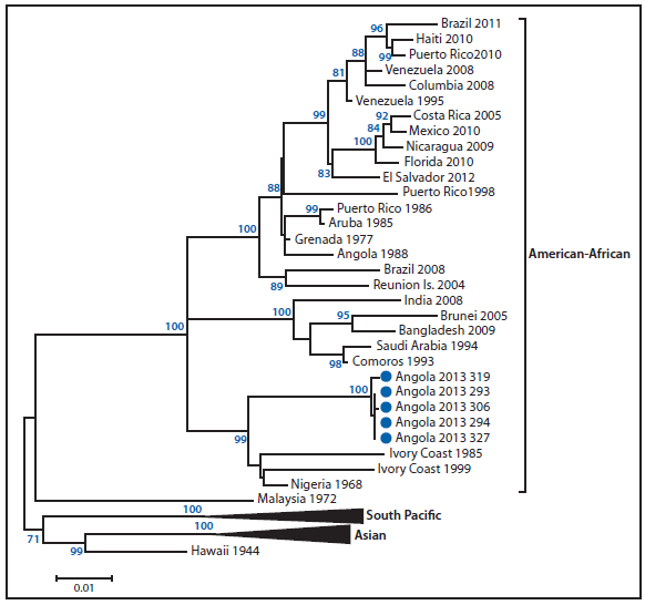 The figure shows a phylogenetic tree depicting the dengue virus-type 1 circulating in Angola in 2013. The tree indicates that the virus currently circulating in Luanda belongs to the American-African lineage, with the closest identified ancestor of the virus isolated from a specimen collected in Nigeria in 1968.  