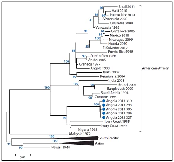 The figure shows a phylogenetic tree depicting the dengue virus-type 1 circulating in Angola in 2013. The tree indicates that the virus currently circulating in Luanda belongs to the American-African lineage, with the closest identified ancestor of the virus isolated from a specimen collected in Nigeria in 1968.