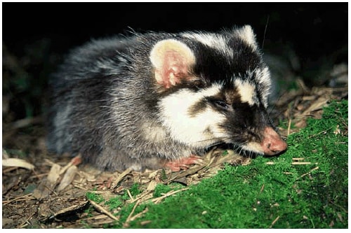 The figure above is a photo of the Chinese ferret-badger, also known as the small-toothed ferret-badger (Melogale moschata). In July 2013, three ferret-badgers in Taiwan tested positive for rabies in Taiwan, which has not had a case of canine rabies since 1961.