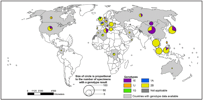The figure above is a world map showing global distribution of rubella virus genotypes, by country, during 2010–2015.
