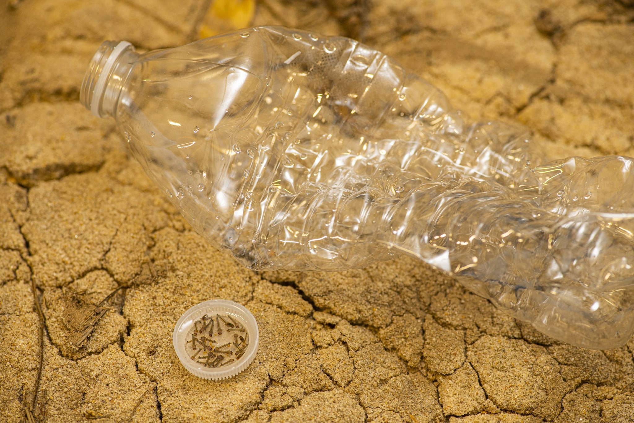 Mosquito larvae in a plastic bottle cap.