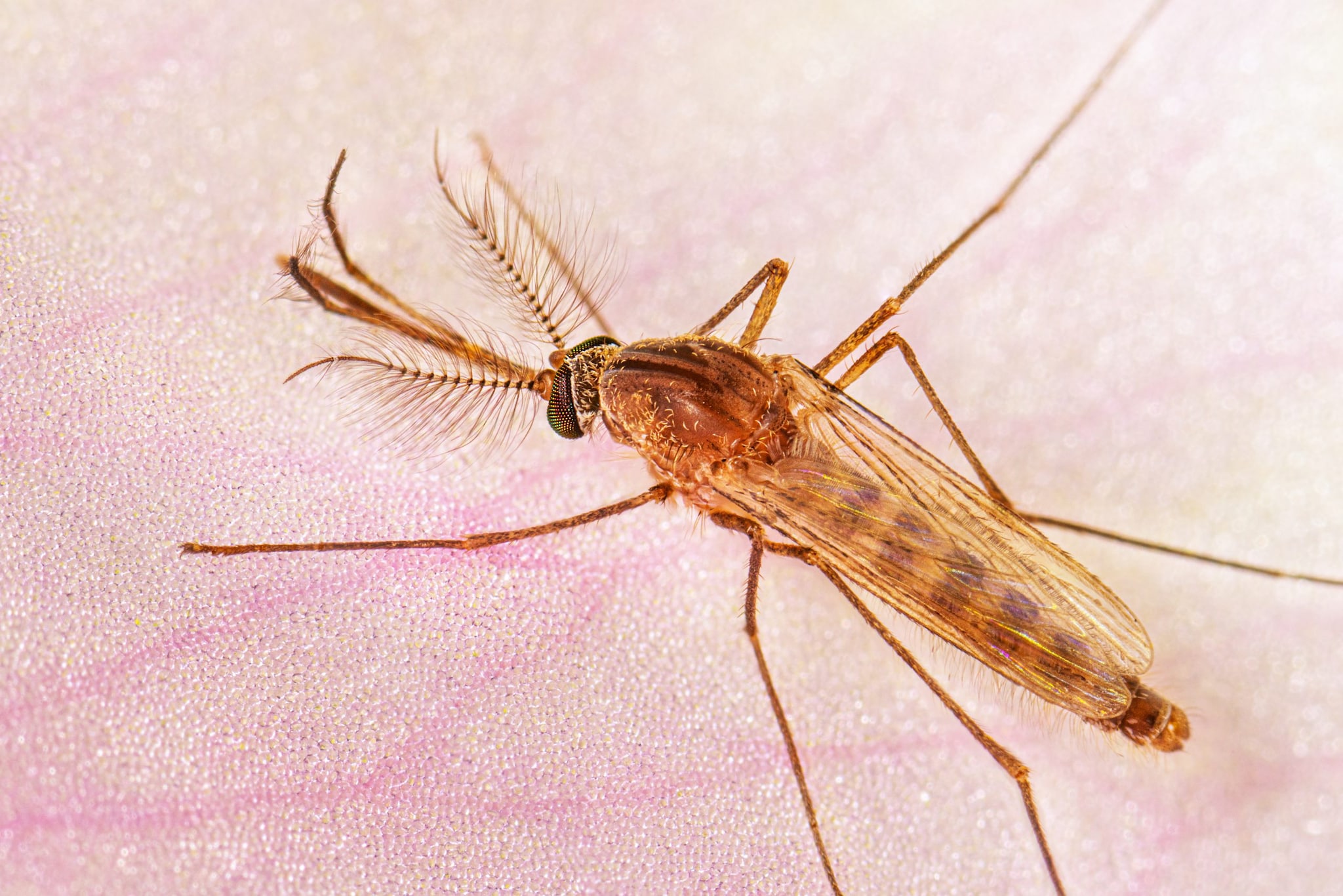 Resting adult male Culex quinquefasciatus mosquito