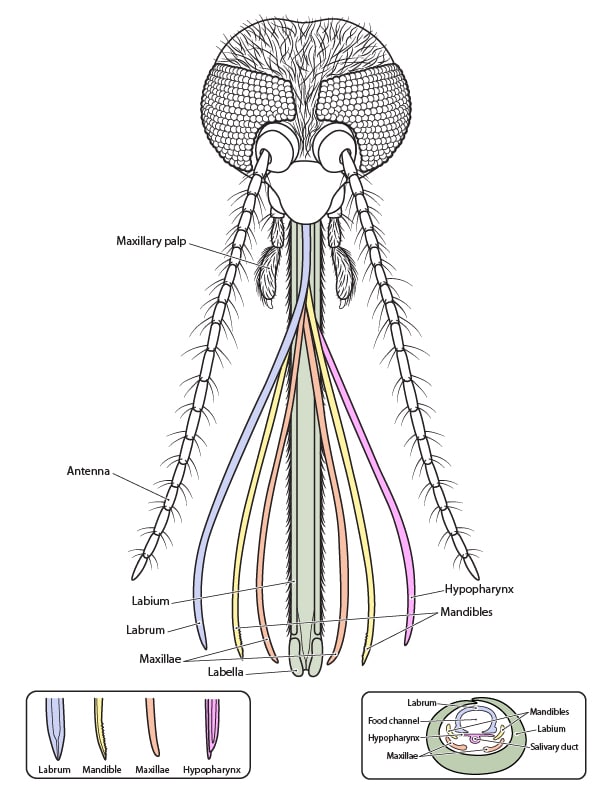 Drawing of a mosquito from the front with the interior mouth parts in color. Labels point to each body part; Antenna, Maxillary palp, Hypopharynx, Mandibles, Labium, Labrum, Maxillae, Labella.