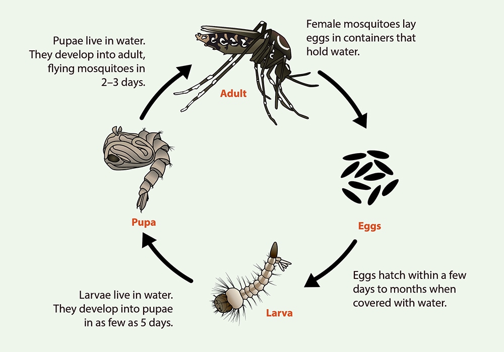 Mosquito life cycle infographic, see following paragraphs for text