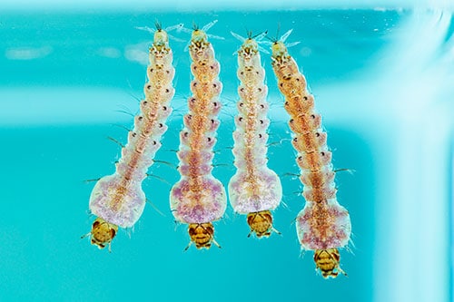 Anopheles stephensi mosquito larva.
