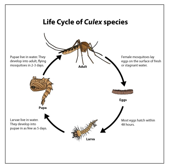 Culex species mosquito life cycle. see paragraphs below for text