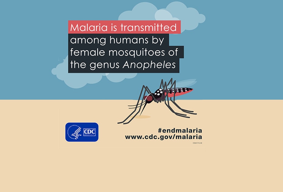 Drawing of a mosquito with the title: Malaria is transmitted among humans by female mosquitoes