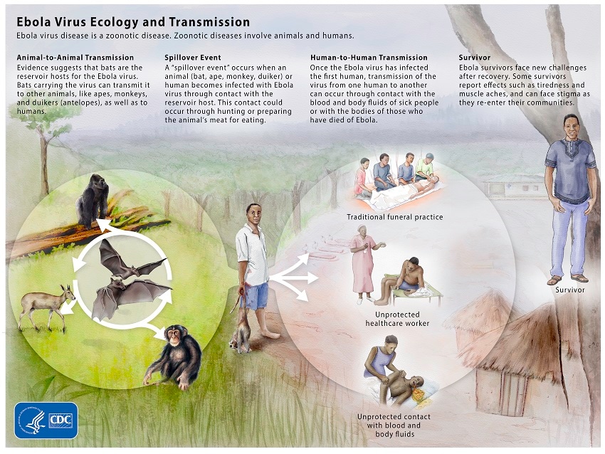 Ebola Virus Ecology and Transmission Graphic