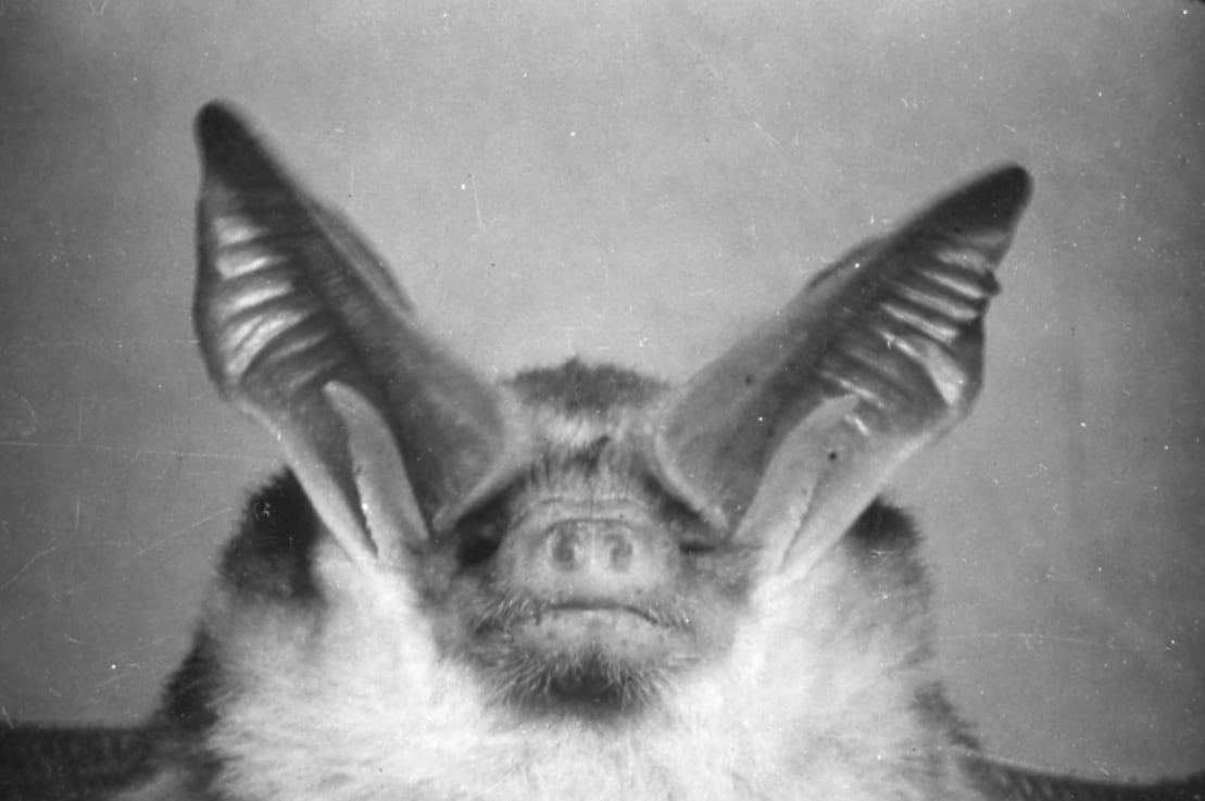 Black and white closeup of a bat’s head featuring extremely large ears