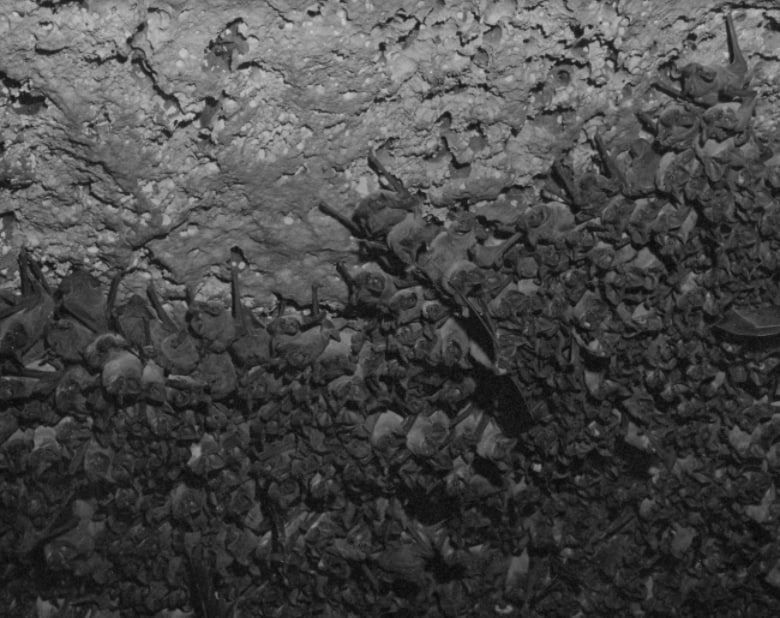 Black and white image showing thousands of bats densely roosting upside down on the ceiling of a cave