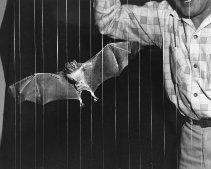 Black and white image showing a trapped bat that is caught on the strings of a net with a man smiling behind