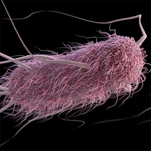 Escherichia Coli An Causative Agent Of Infections