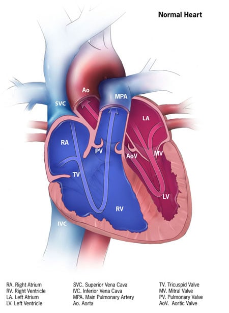 Diagram of a normal heart