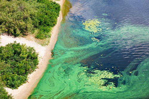 The coast on the surface of the river is covered with a pellicle of blue-green algae.