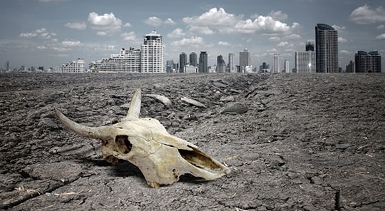 animal skull laying on the ground with a cityscape in the far background