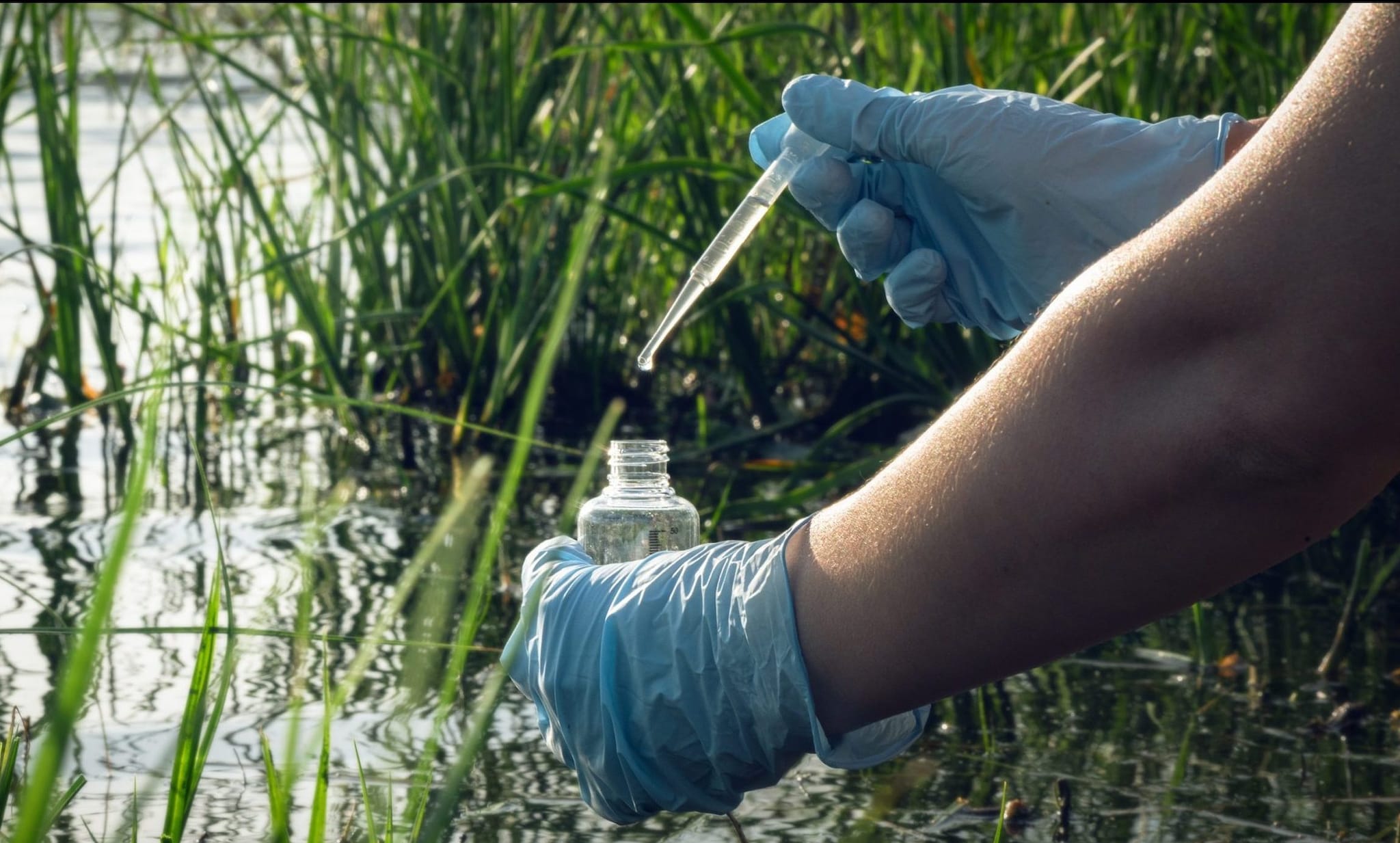 Gloved hands extract water from a marsh using scientific tools.