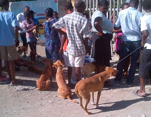 Community members bring dogs for vaccination during the vaccination campaign in Archaie.