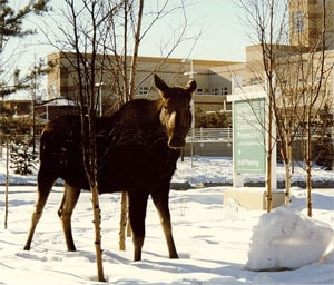 A moose standing in front of Center for Disease Control and Prevention/Arctic Investigations Program sign.
