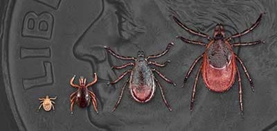 Size comparison of blacklegged ticks throughout their life stages.