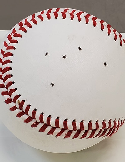 Baseball with several ticks on it.