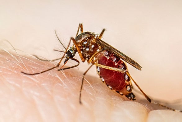 Female Aedes aegypti mosquito biting a human.